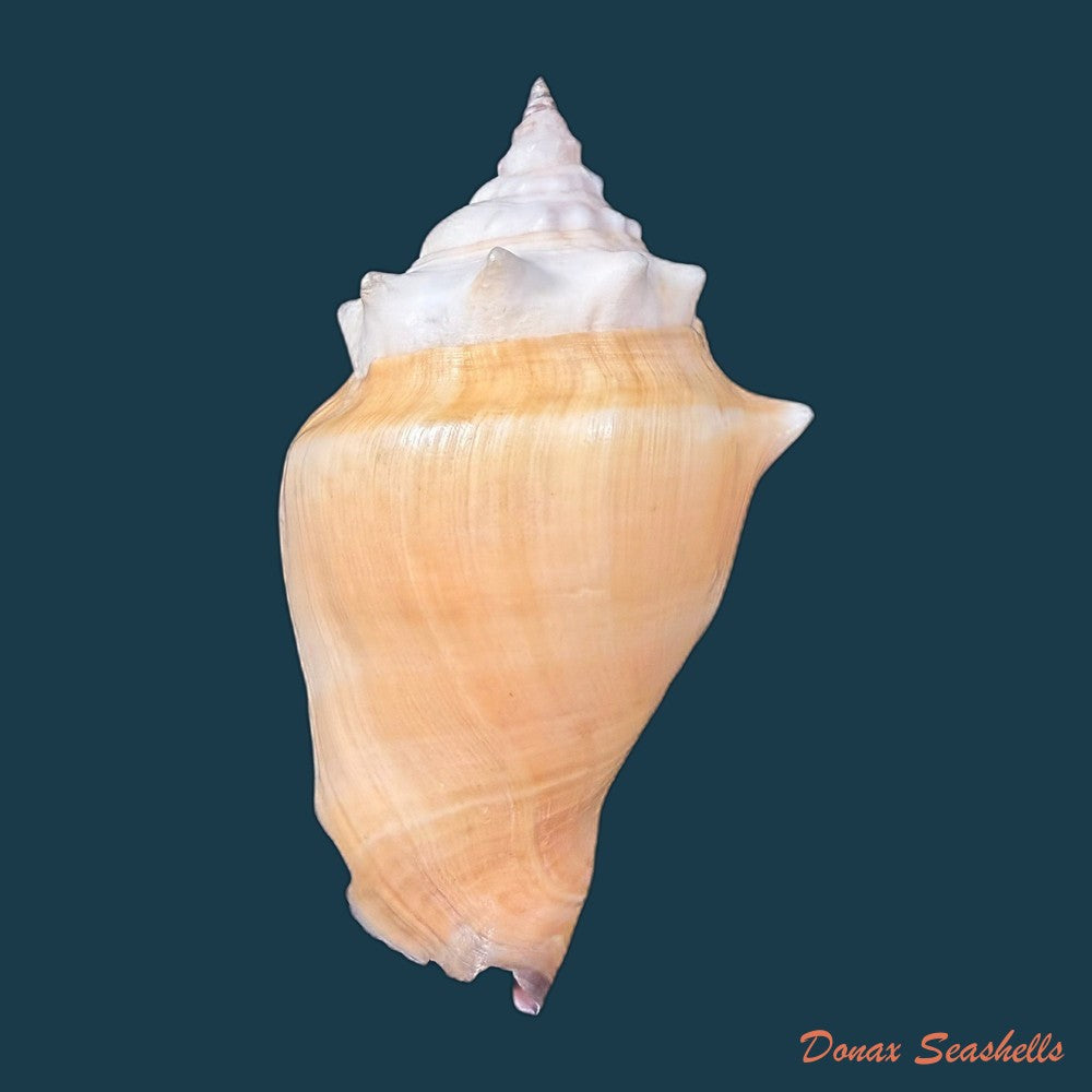 strombus-pugilis-worki-petuch-1993-81-2mm-copia