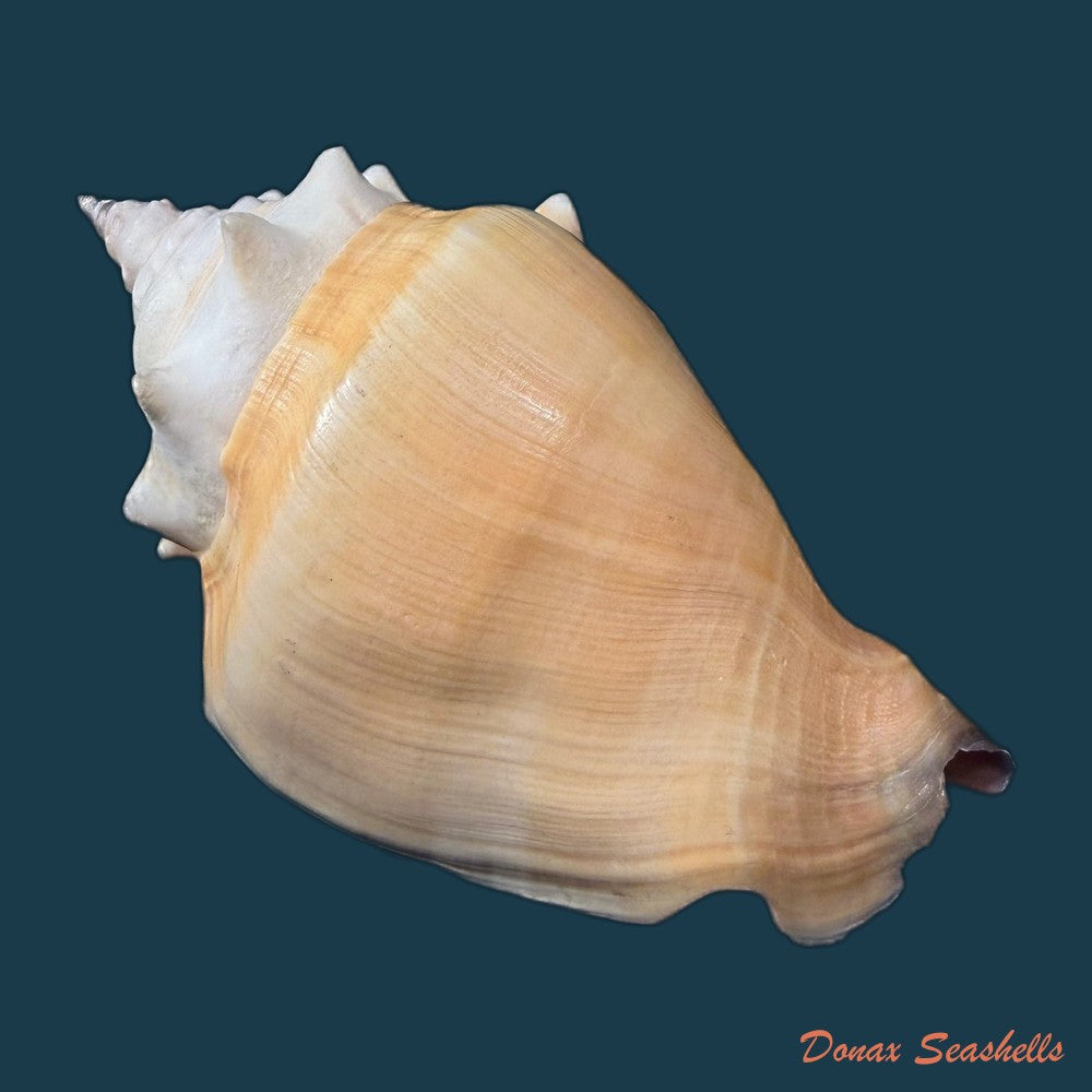 strombus-pugilis-worki-petuch-1993-81-2mm-copia