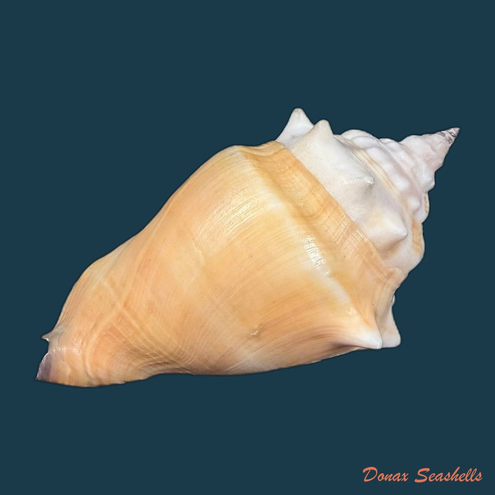 strombus-pugilis-worki-petuch-1993-81-2mm-copia
