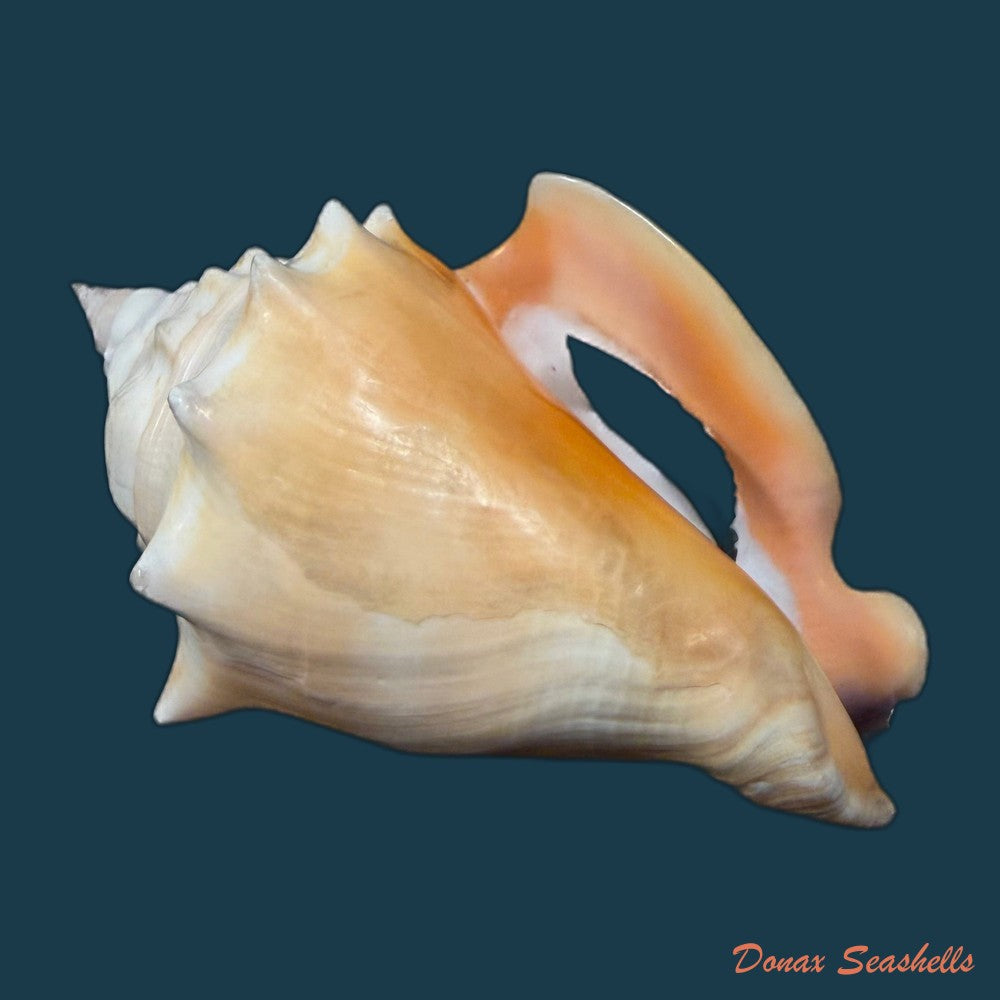 strombus-pugilis-worki-petuch-1993-81-2mm-copia