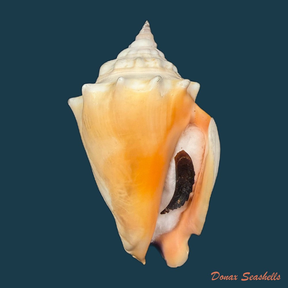strombus-pugilis-worki-petuch-1993-81-2mm-copia