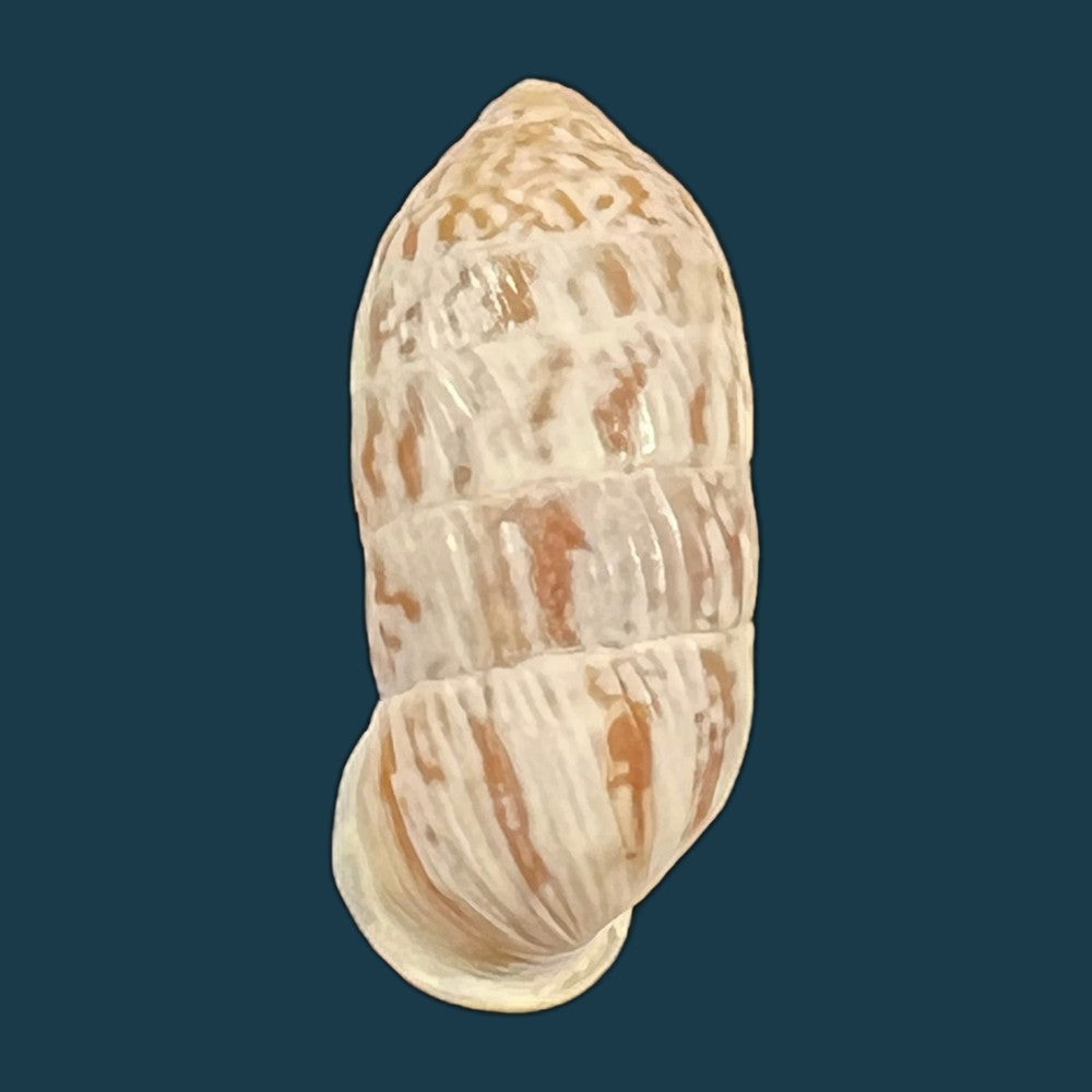 strophiops-reliqua-maynard-n-a-clapp-1921-23-5mm-copia