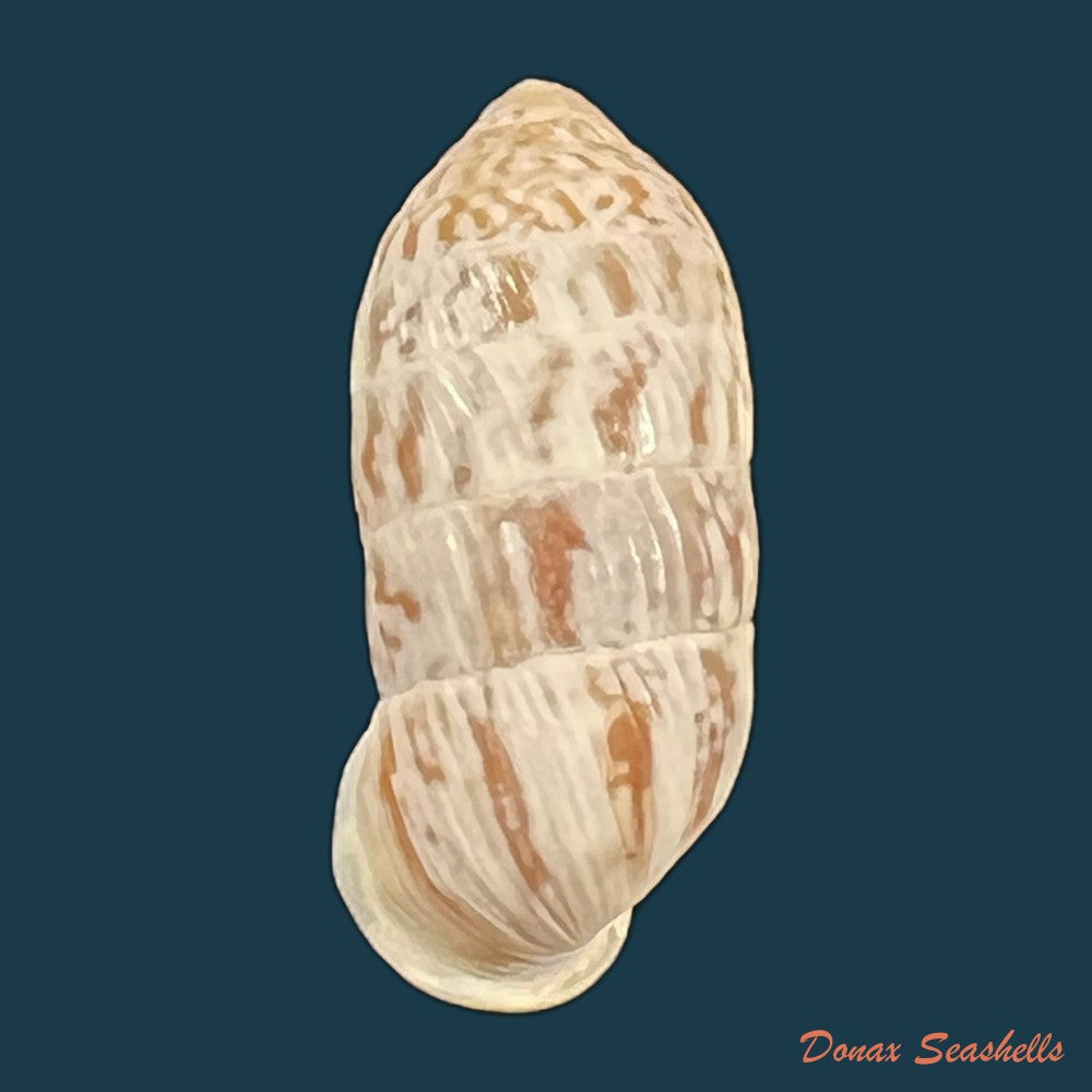 strophiops-reliqua-maynard-n-a-clapp-1921-23-5mm-copia