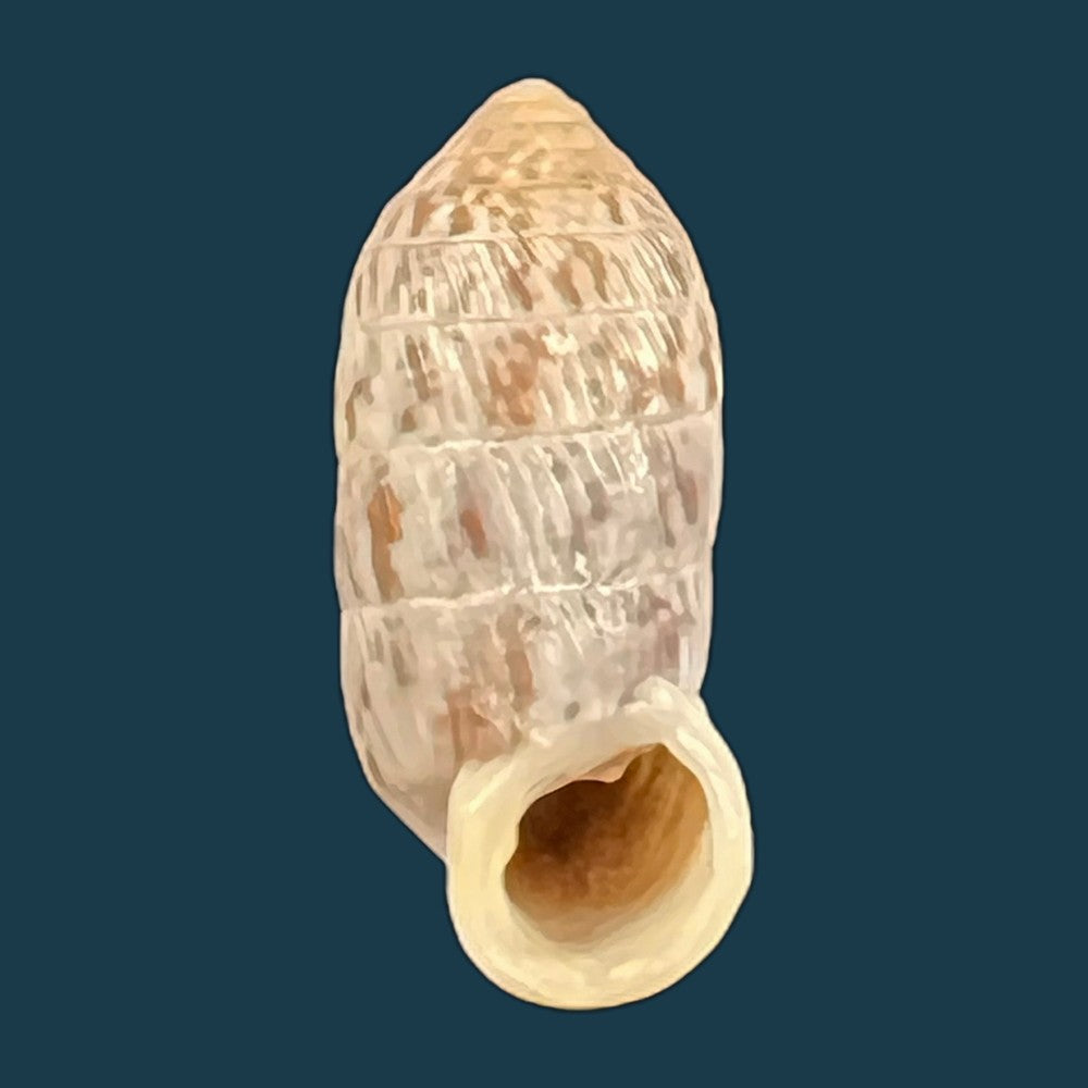strophiops-reliqua-maynard-n-a-clapp-1921-23-5mm-copia