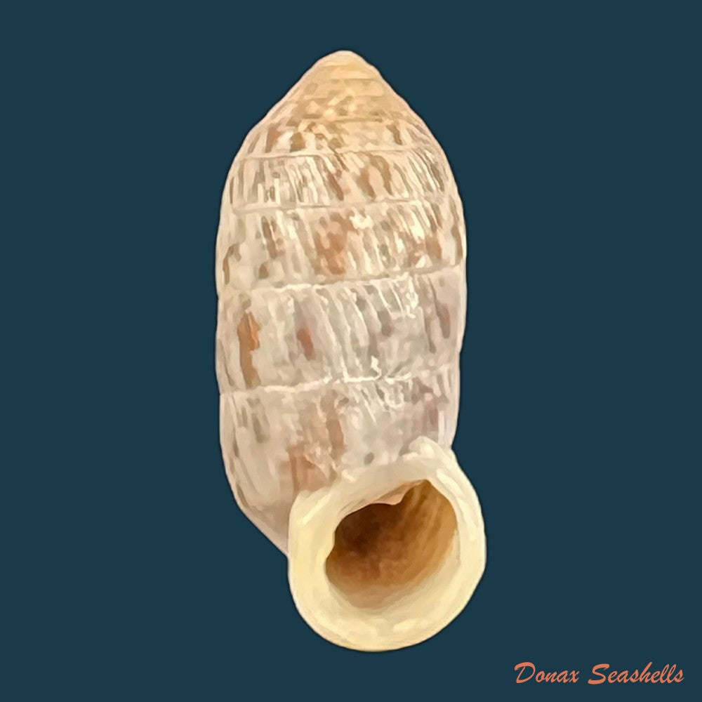 strophiops-reliqua-maynard-n-a-clapp-1921-23-5mm-copia