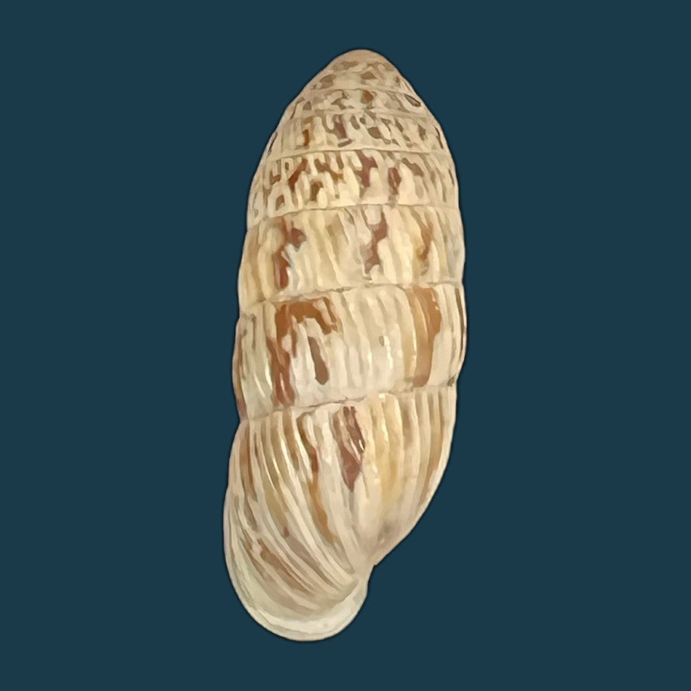 strophiops-reliqua-maynard-n-a-clapp-1921-24-5mm-copia