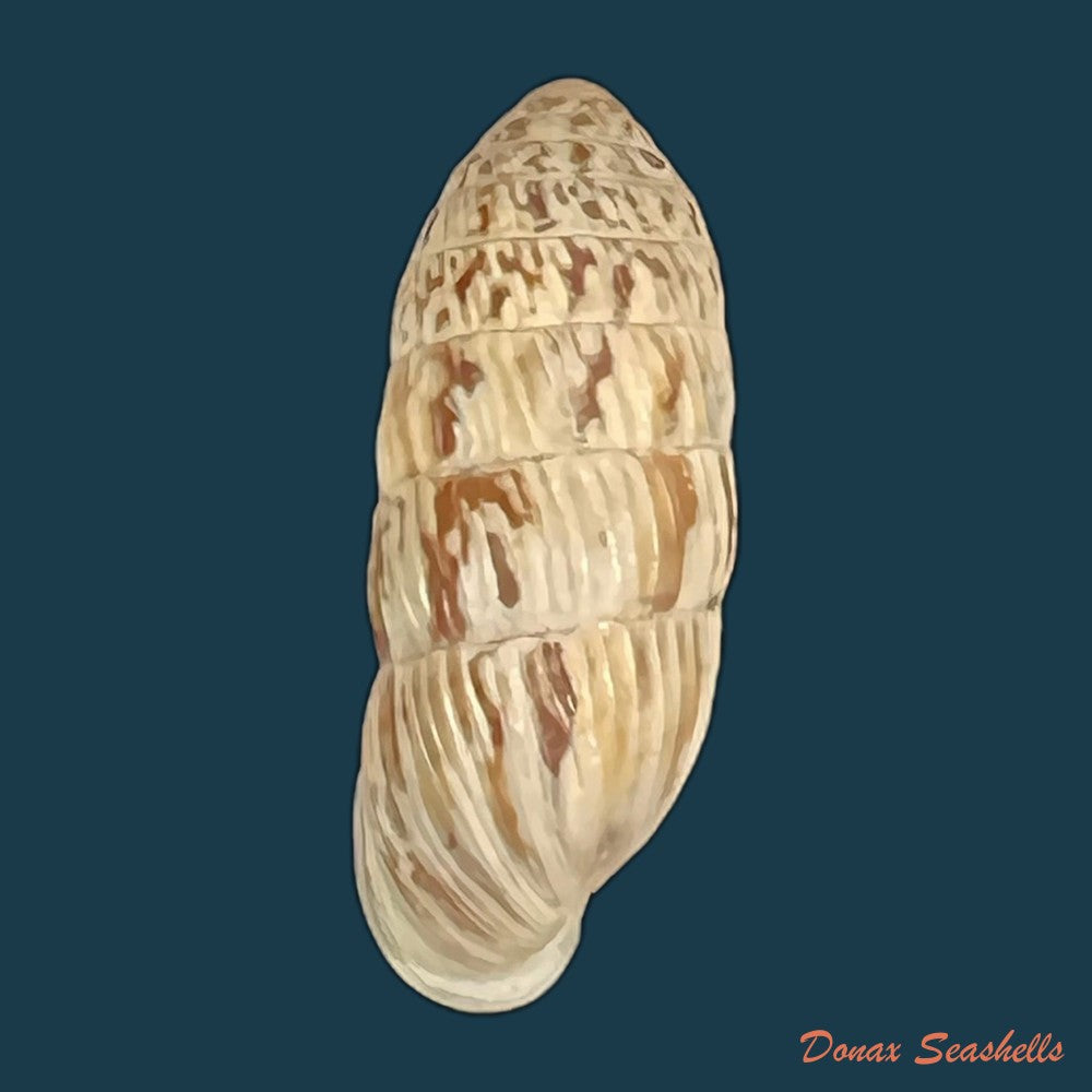 strophiops-reliqua-maynard-n-a-clapp-1921-24-5mm-copia