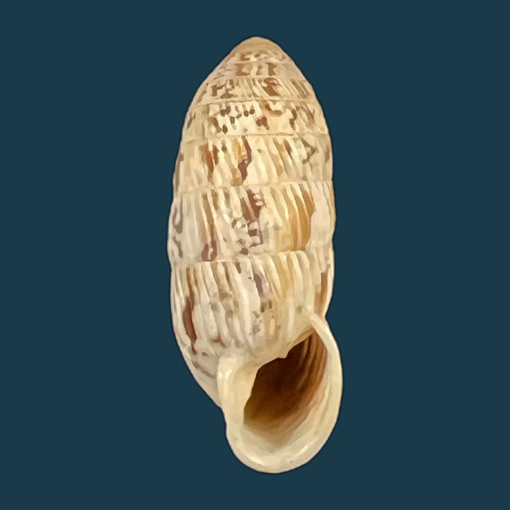strophiops-reliqua-maynard-n-a-clapp-1921-24-5mm-copia