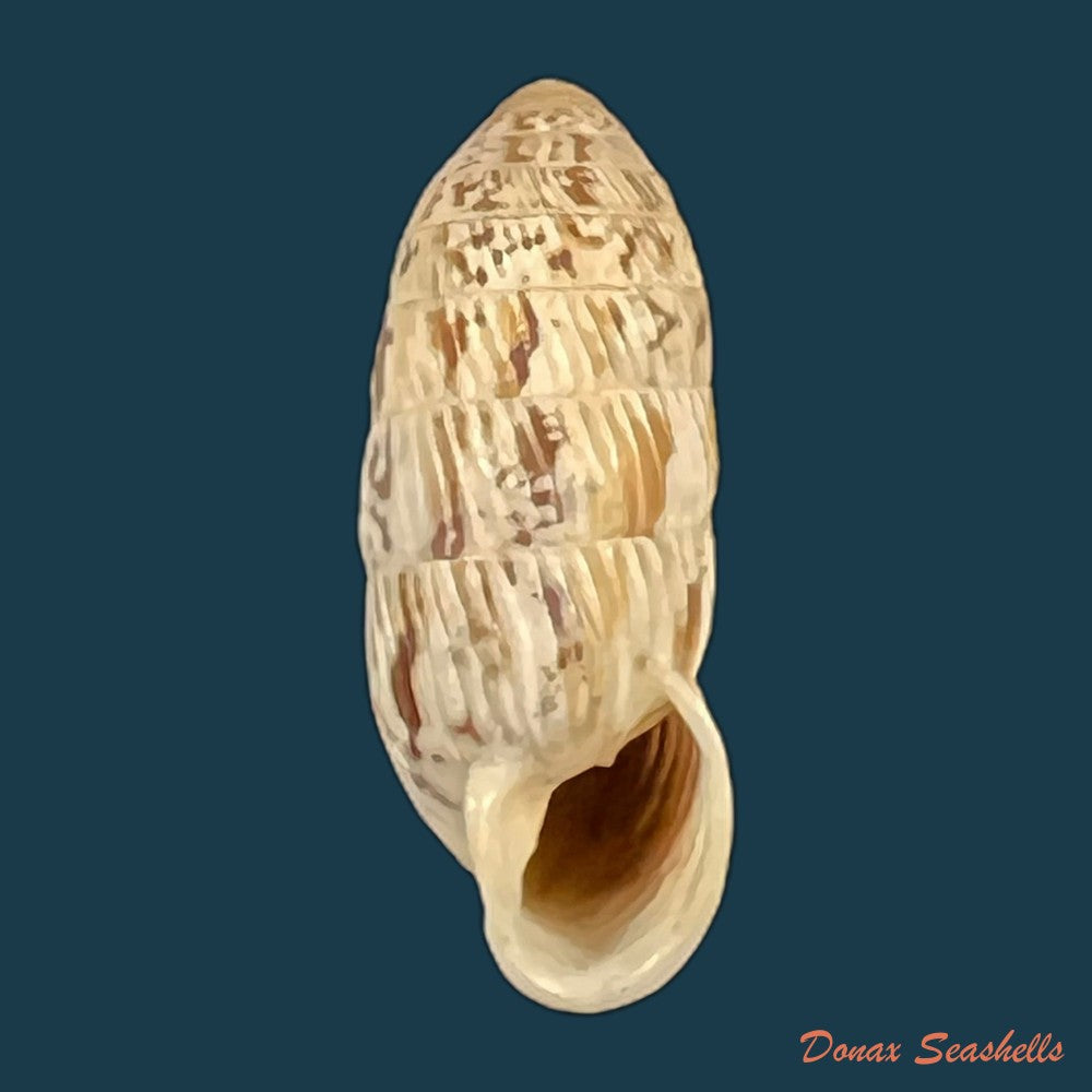 strophiops-reliqua-maynard-n-a-clapp-1921-24-5mm-copia