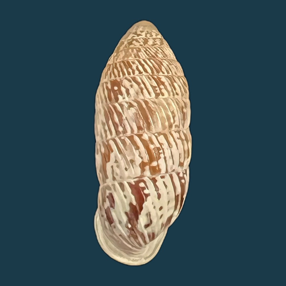 strophiops-reliqua-maynard-n-a-clapp-1921-24mm-copia