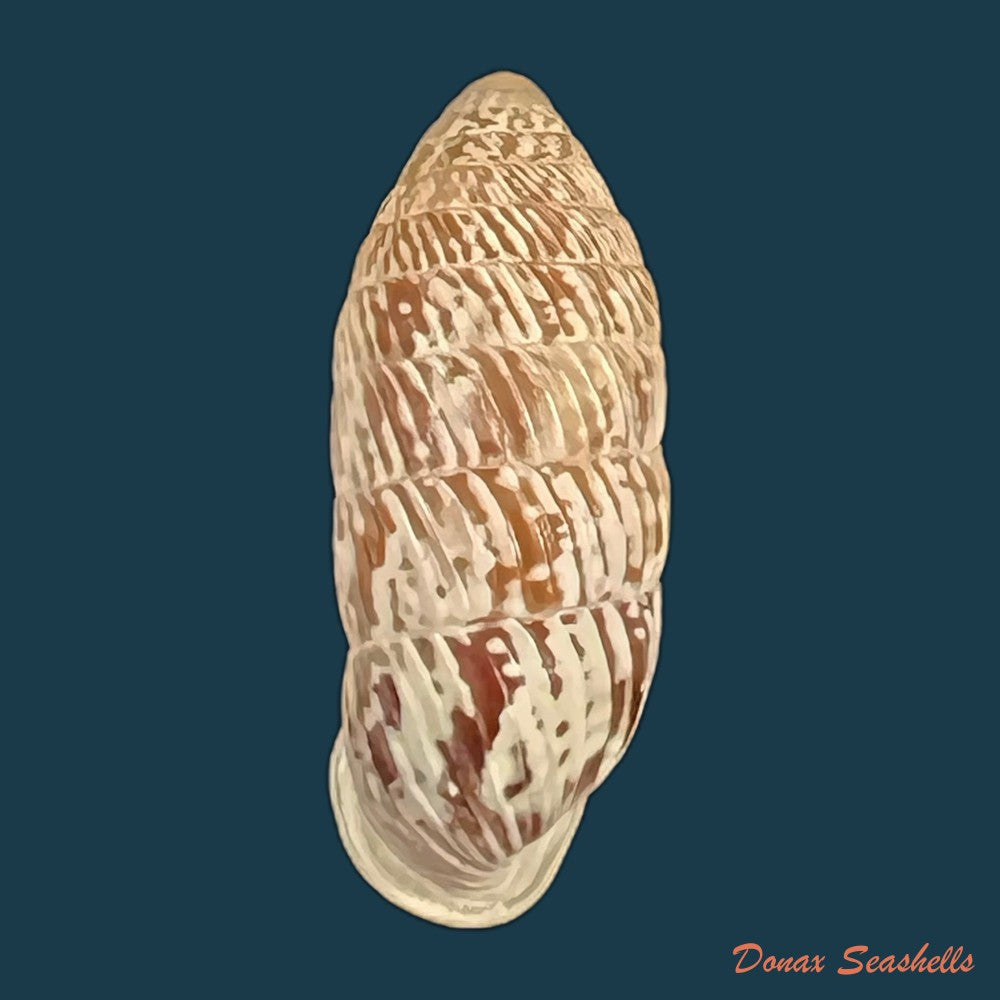 strophiops-reliqua-maynard-n-a-clapp-1921-24mm-copia