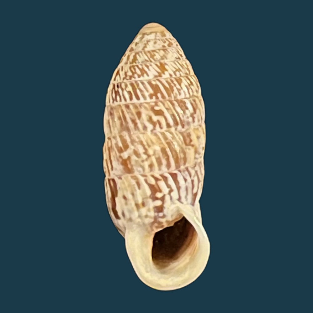 strophiops-reliqua-maynard-n-a-clapp-1921-24mm-copia