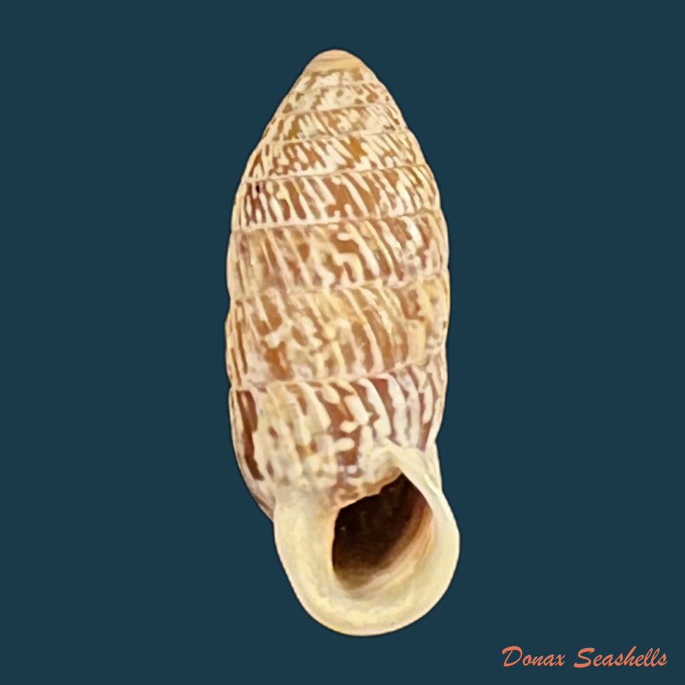 strophiops-reliqua-maynard-n-a-clapp-1921-24mm-copia