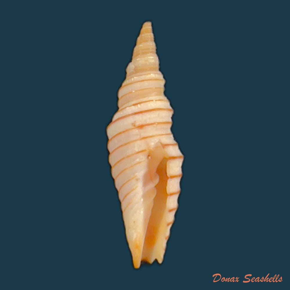 subcancilla-funiculata-reeve-1844-17-8mm-copia