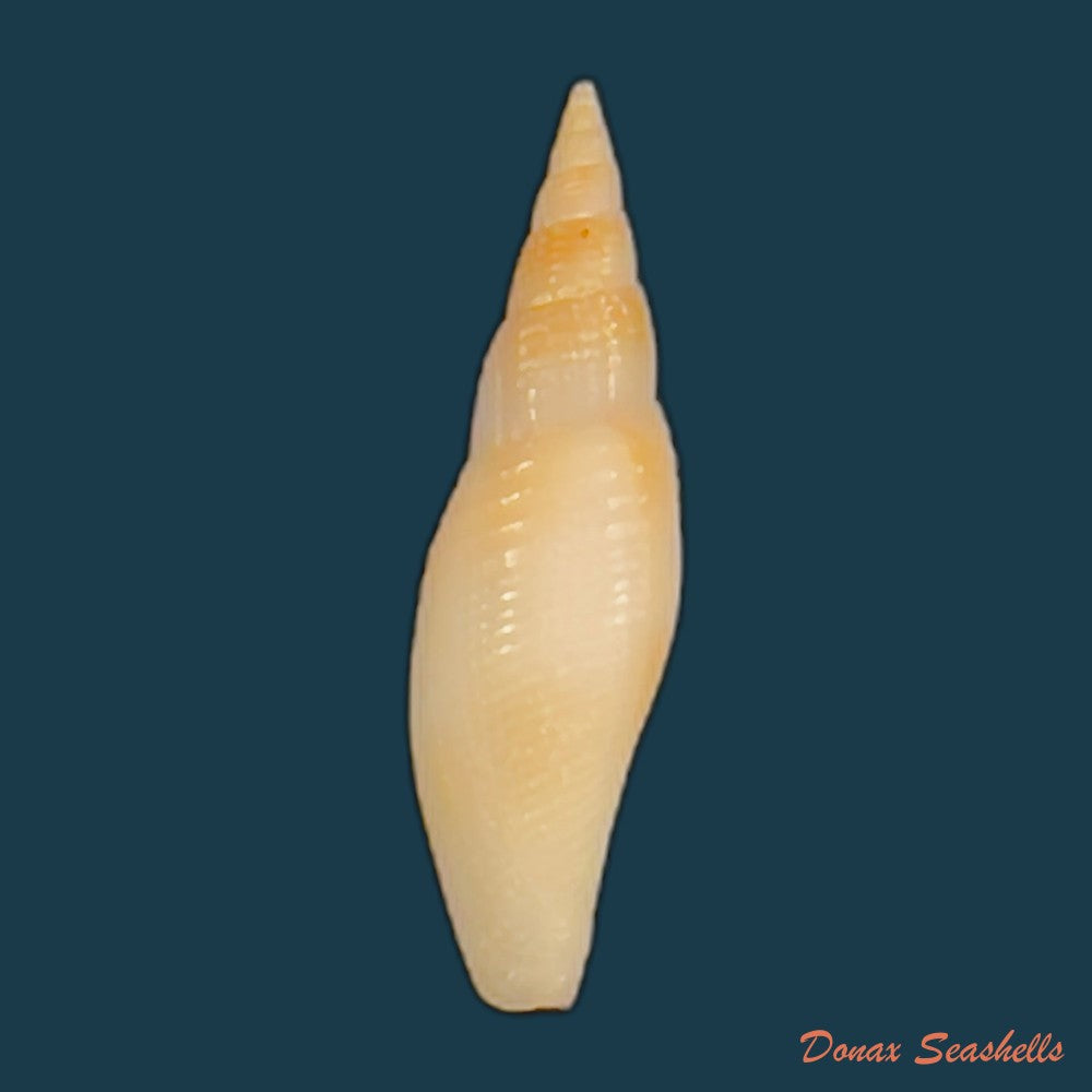 subcancilla-larranagai-carcelles-1947-26-4mm-copia