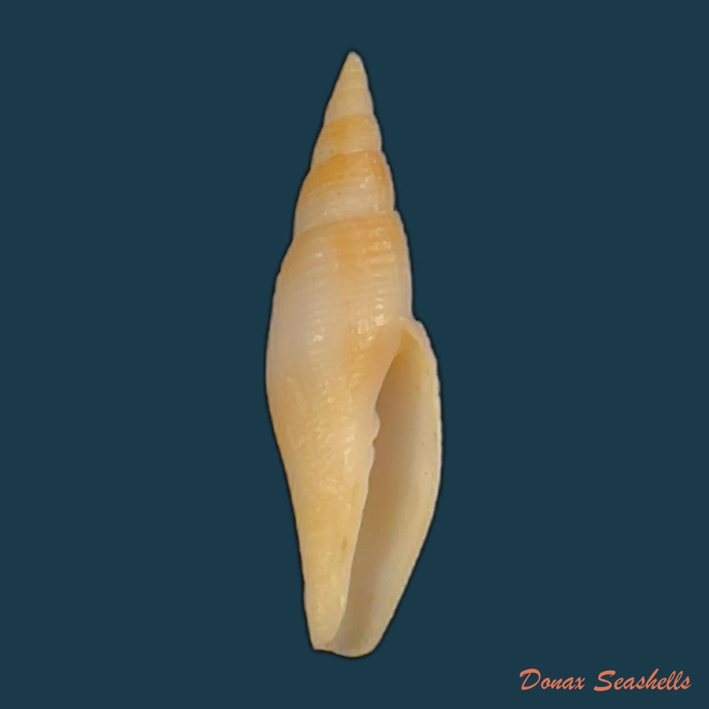 subcancilla-larranagai-carcelles-1947-26-4mm-copia