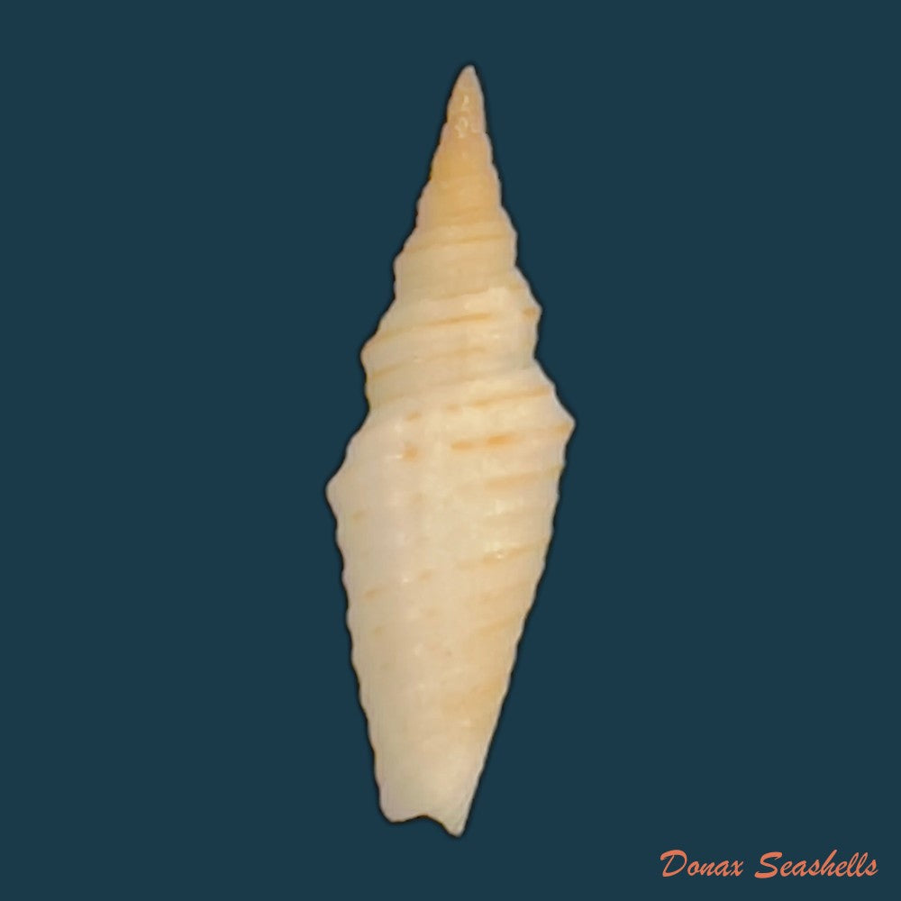subcancilla-larranagai-carcelles-1947-27-1mm-copia