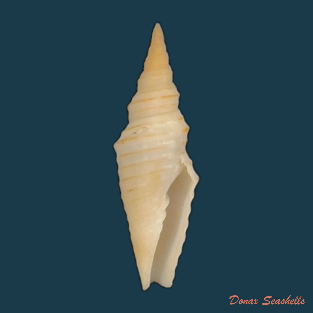 subcancilla-larranagai-carcelles-1947-27-1mm-copia