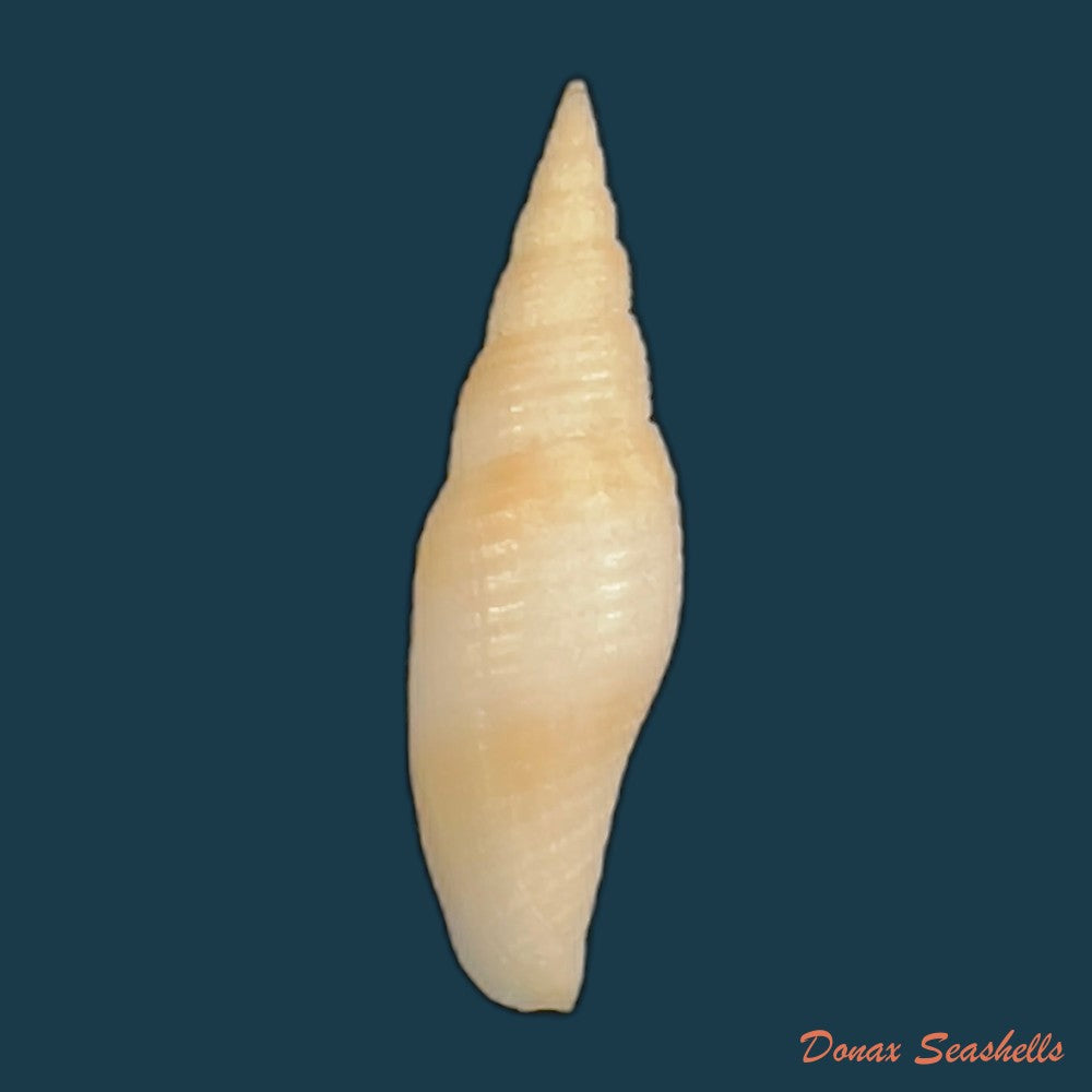 subcancilla-larranagai-carcelles-1947-35-8mm-copia