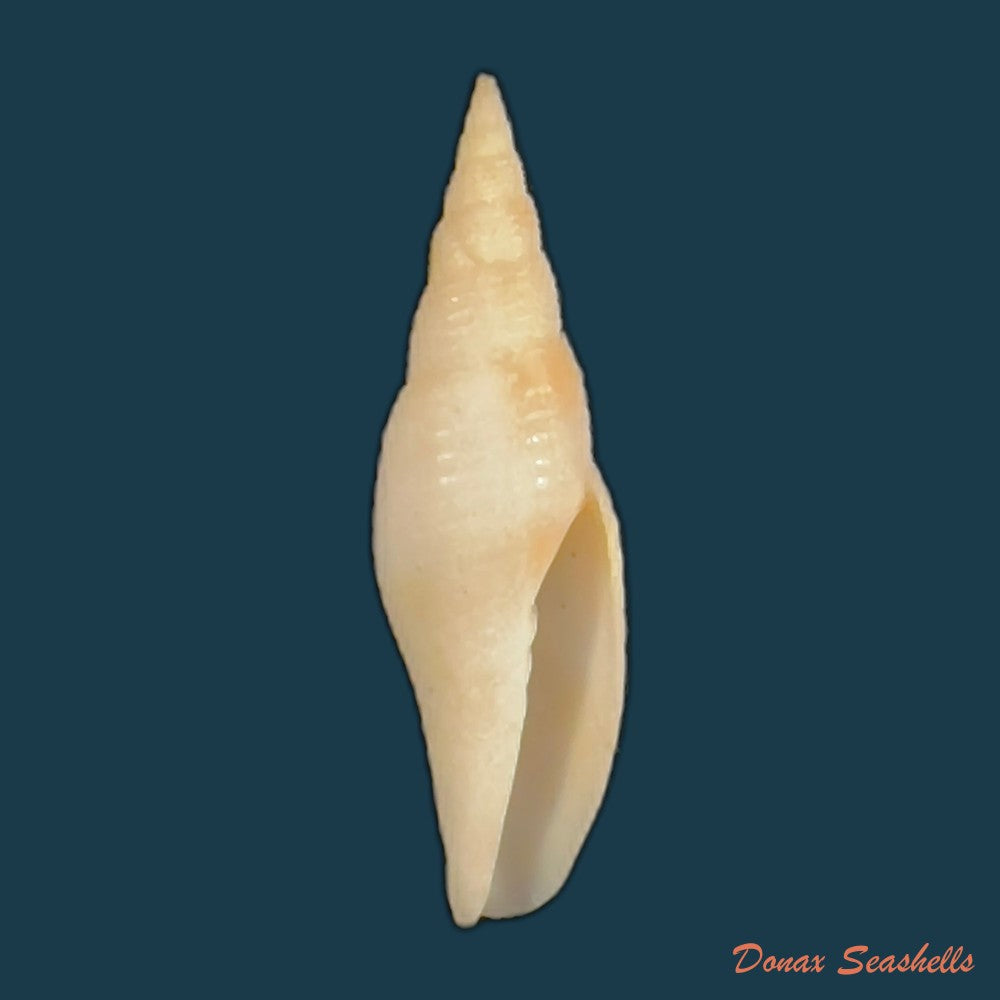 subcancilla-larranagai-carcelles-1947-35-8mm-copia