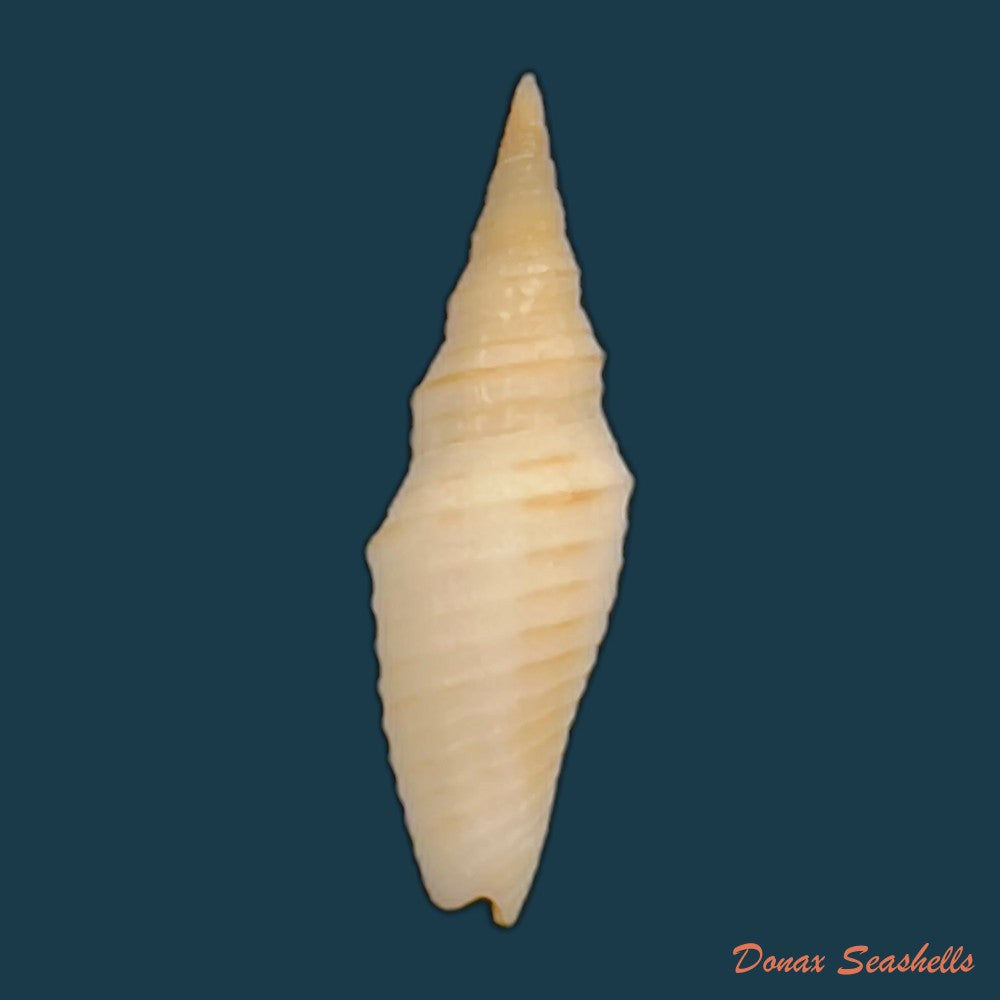 subcancilla-phorminx-s-s-berry-1969-23-7mm-copia