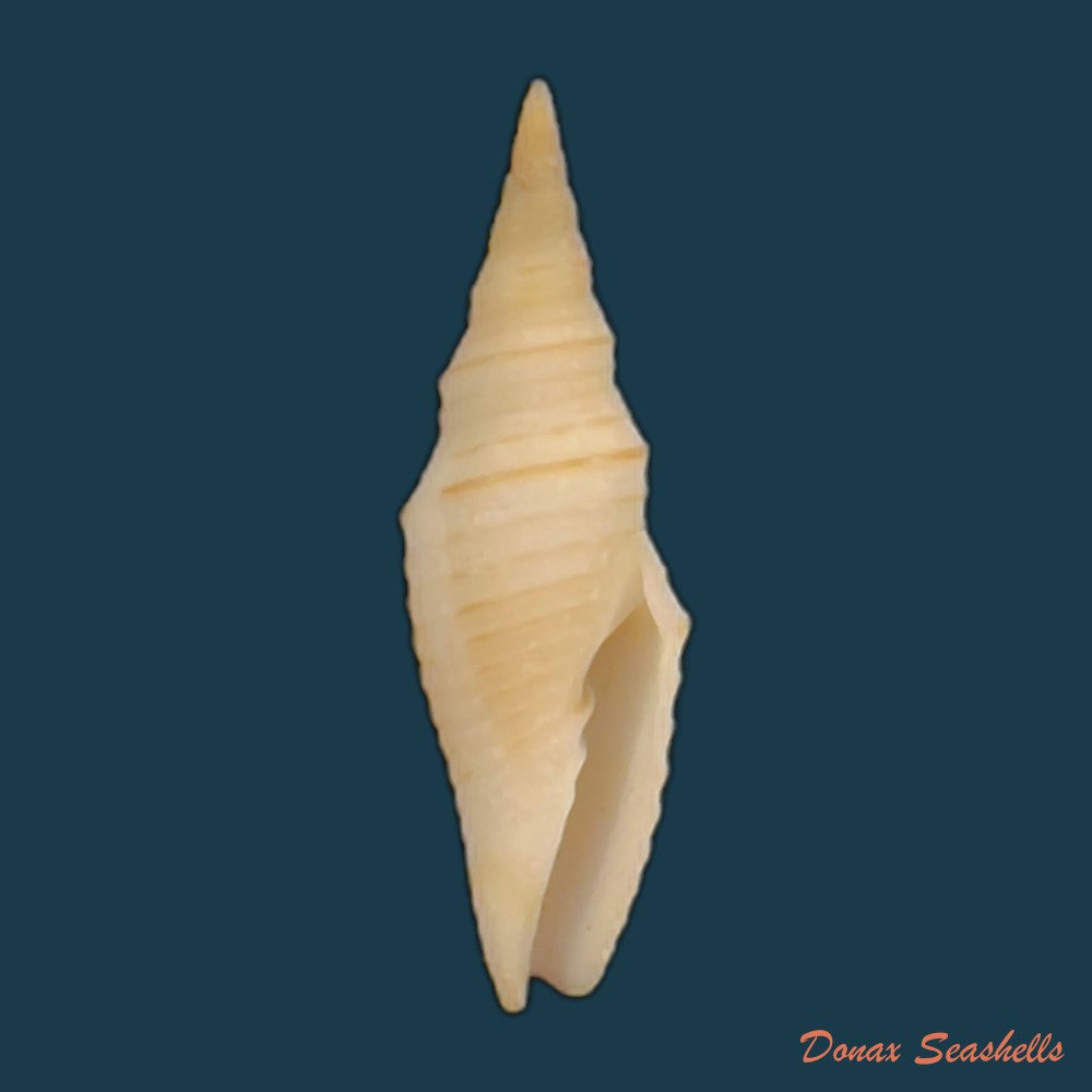 subcancilla-phorminx-s-s-berry-1969-23-7mm-copia