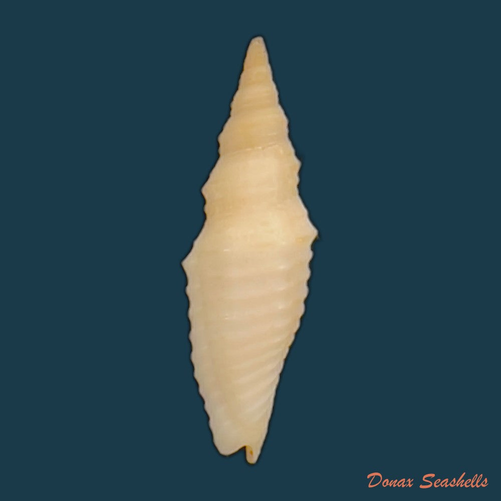 subcancilla-phorminx-s-s-berry-1969-27-7mm-copia