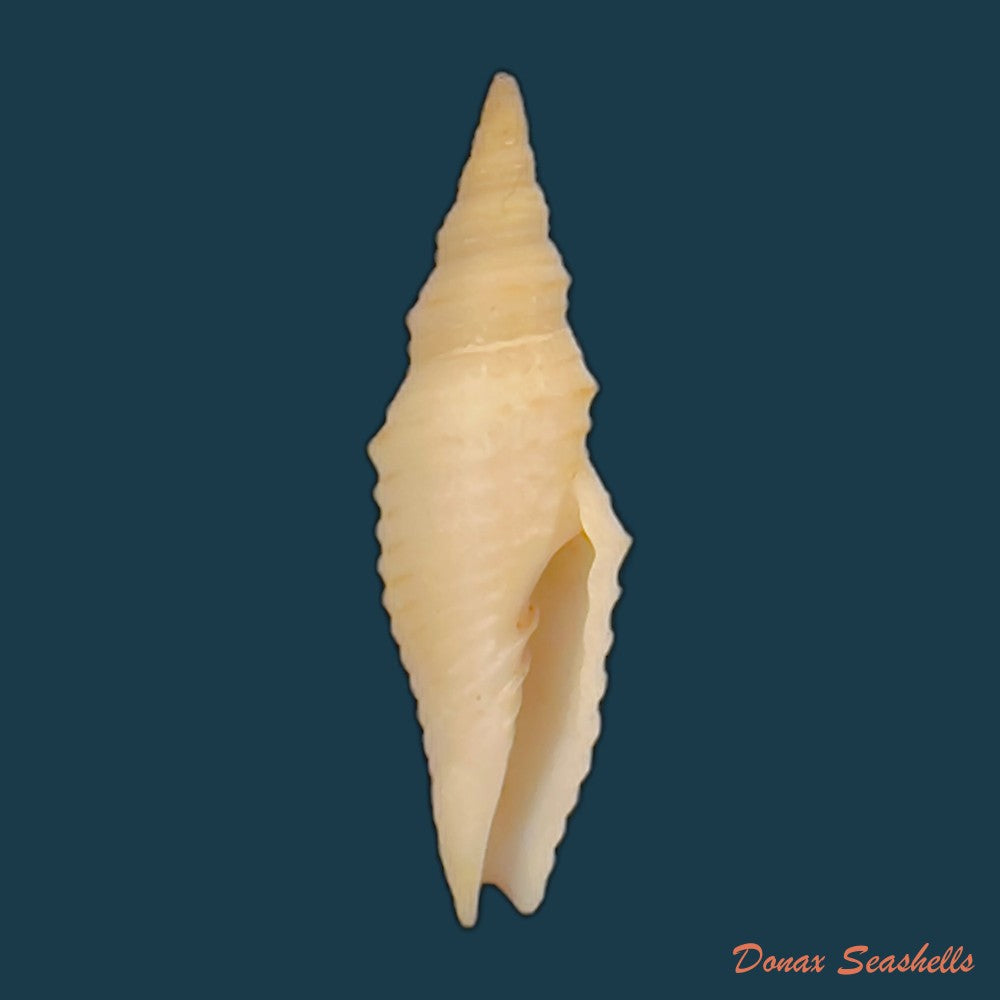 subcancilla-phorminx-s-s-berry-1969-27-7mm-copia