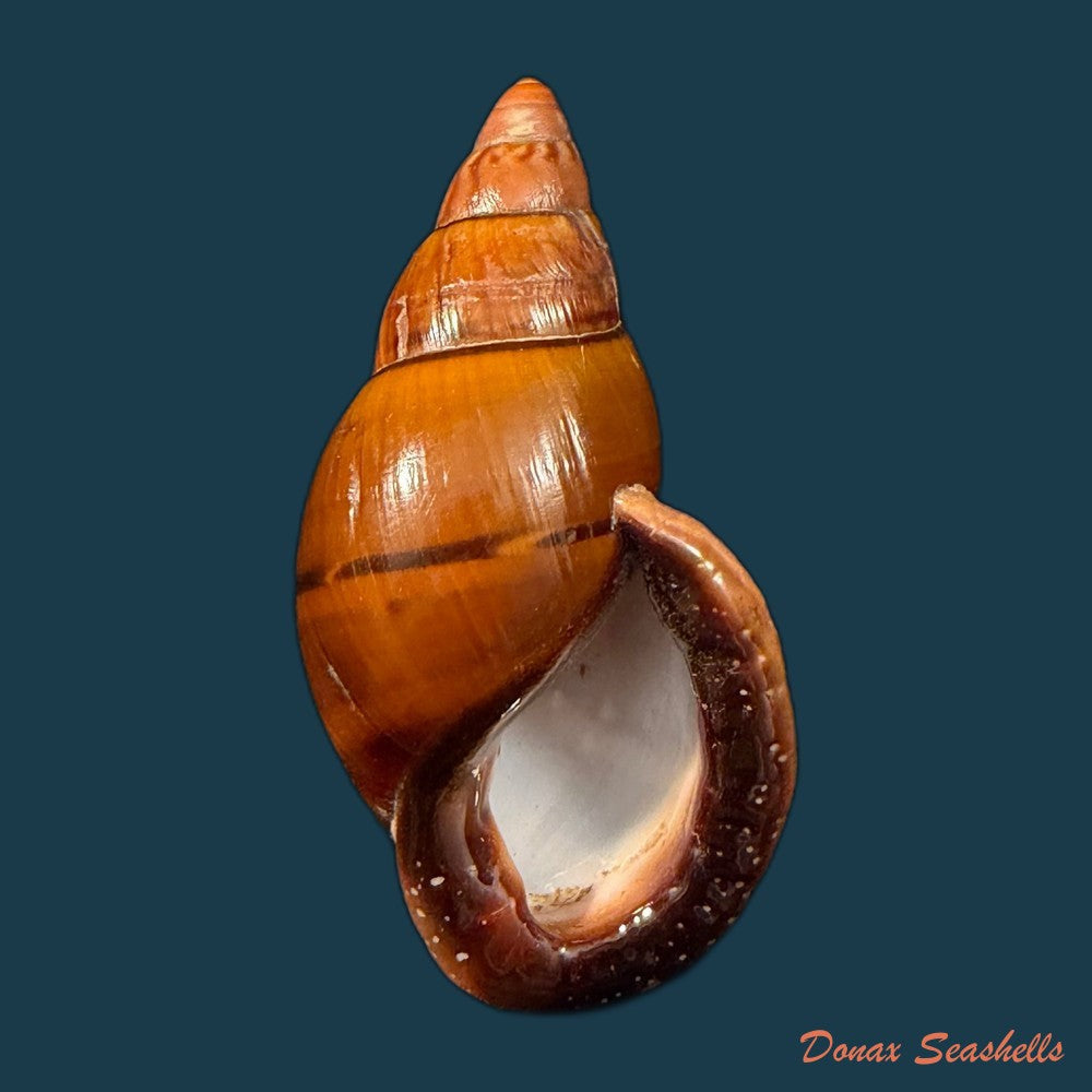 sultana-labeo-broderip-1828-74-3mm-copia