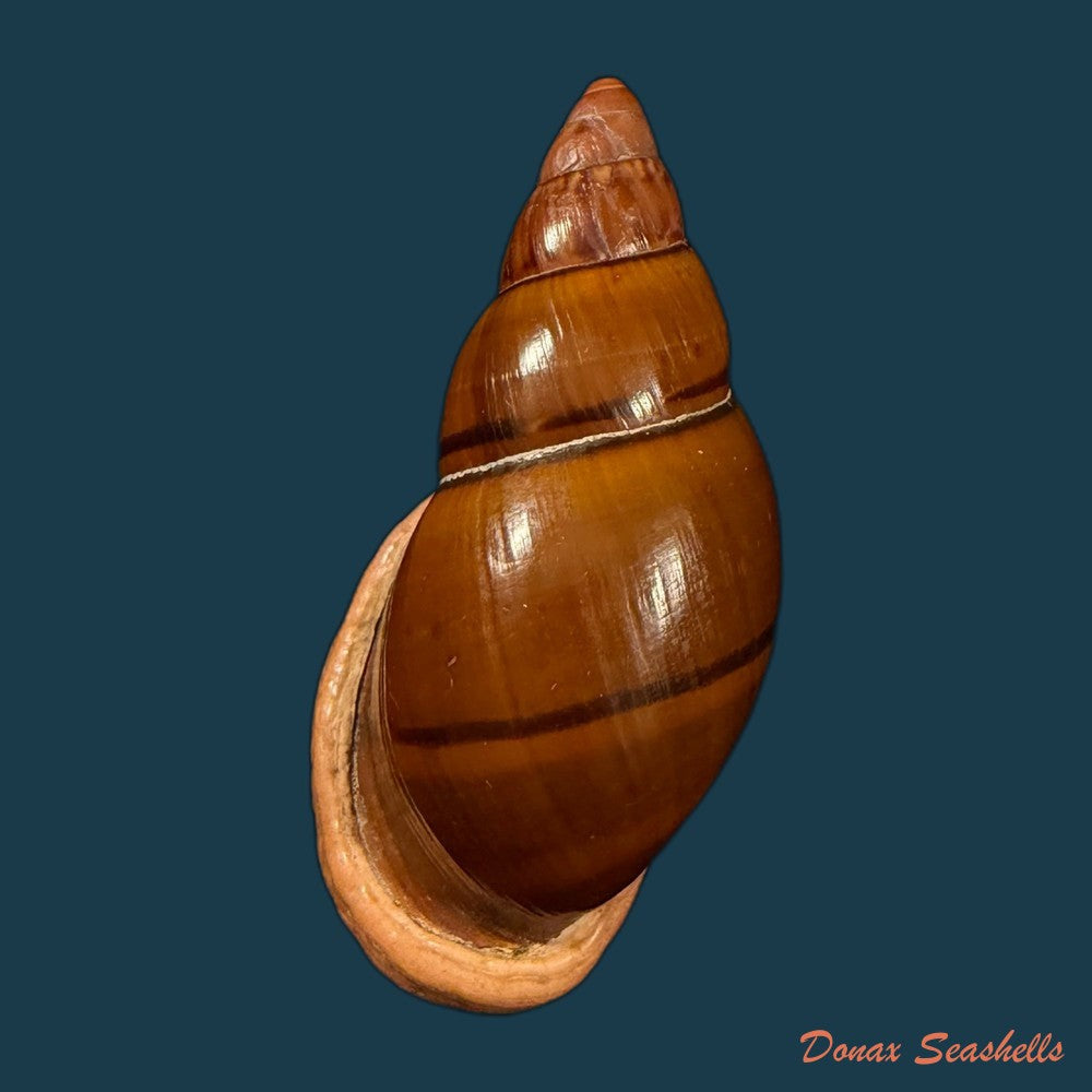 sultana-labeo-broderip-1828-74-3mm-copia
