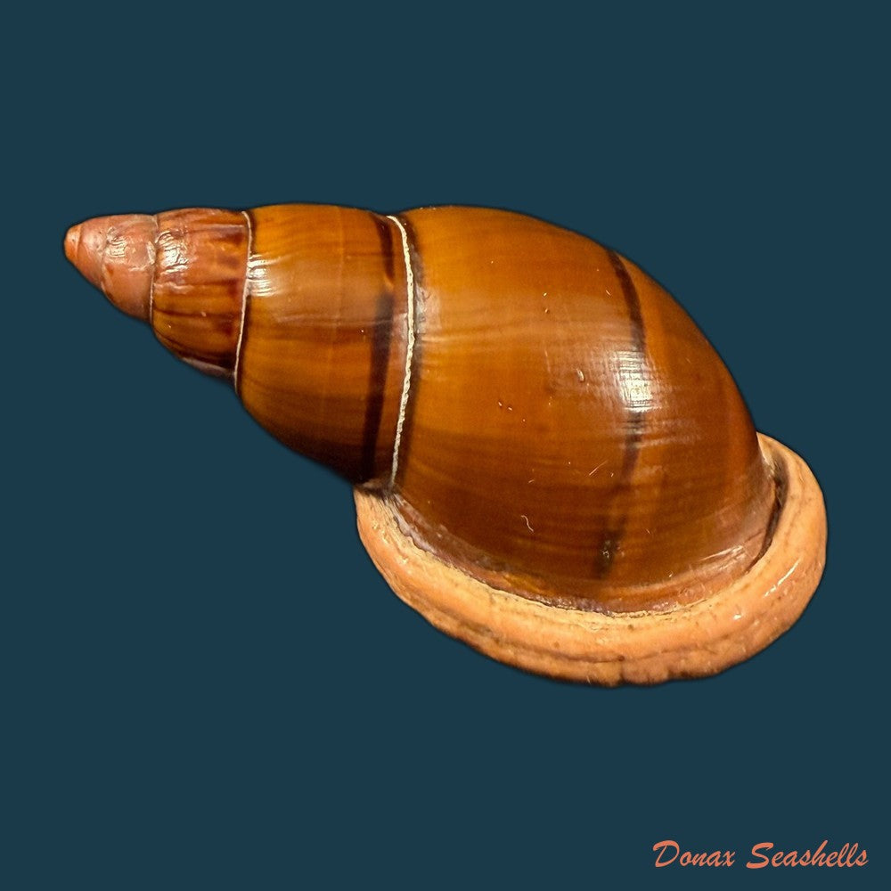 sultana-labeo-broderip-1828-74-3mm-copia