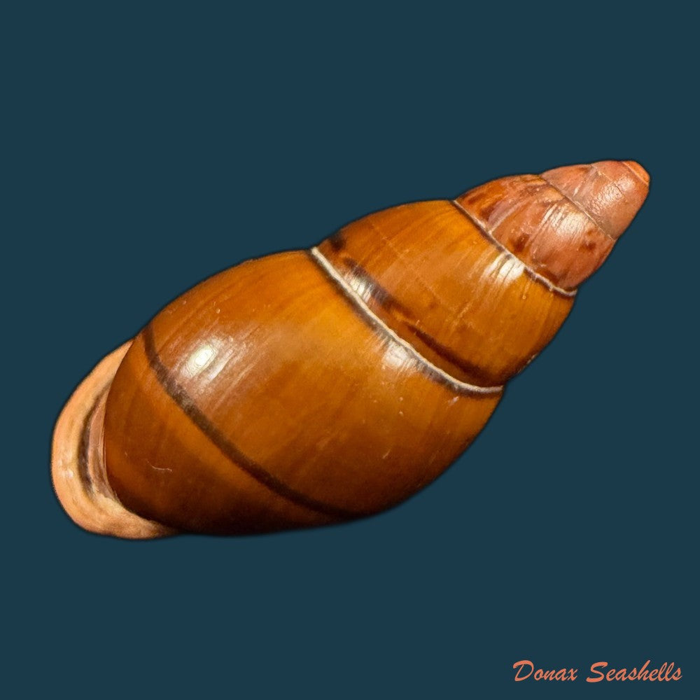 sultana-labeo-broderip-1828-74-3mm-copia