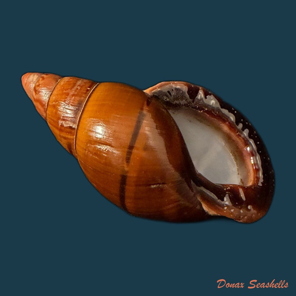 sultana-labeo-broderip-1828-74-3mm-copia