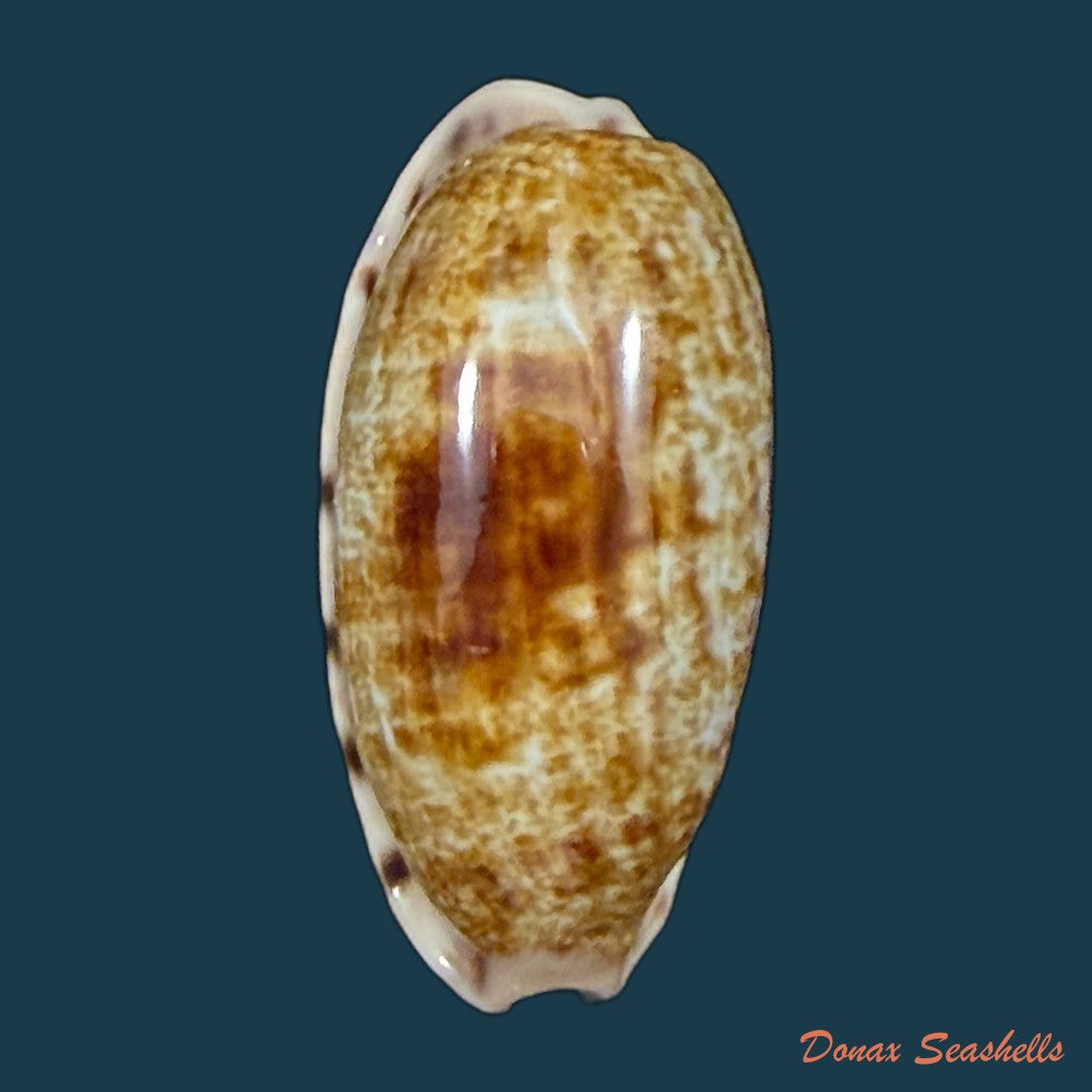 talostolida-pellucens-panamensis-lorenz-2002-28mm-copia