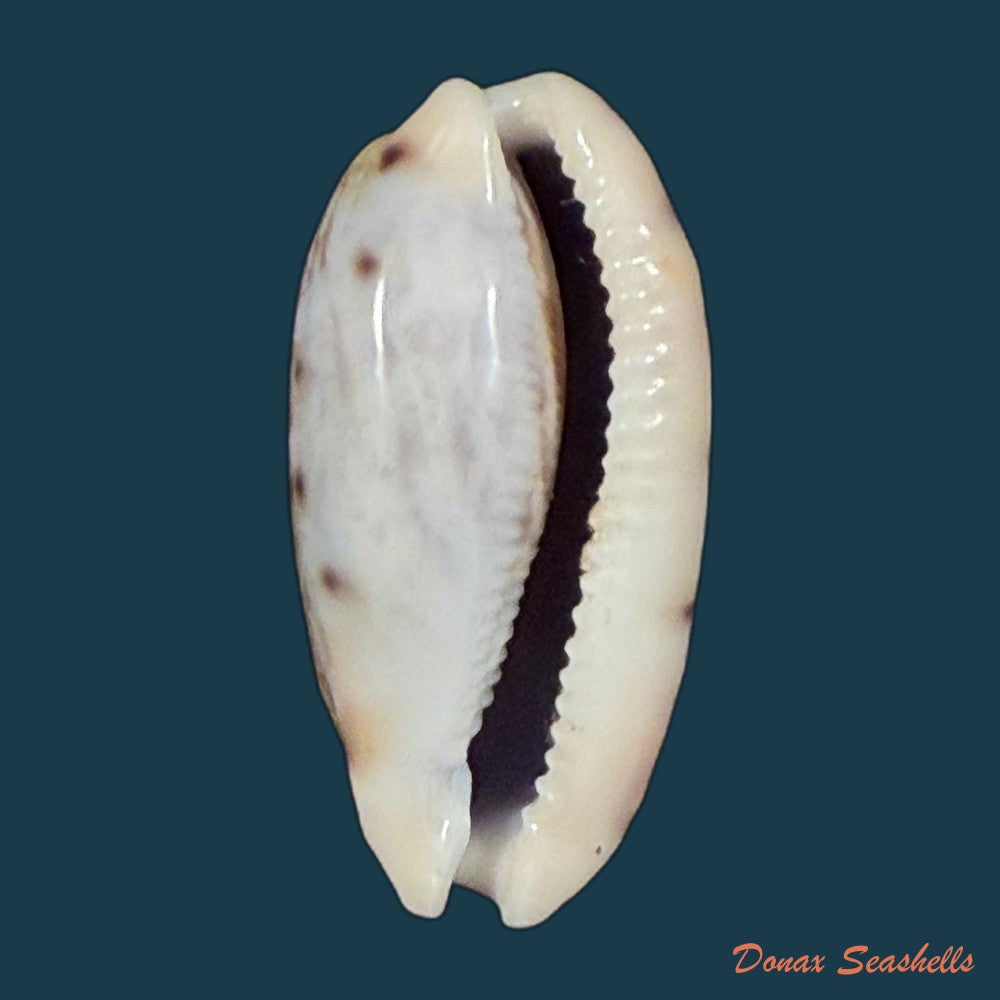 talostolida-pellucens-panamensis-lorenz-2002-28mm-copia