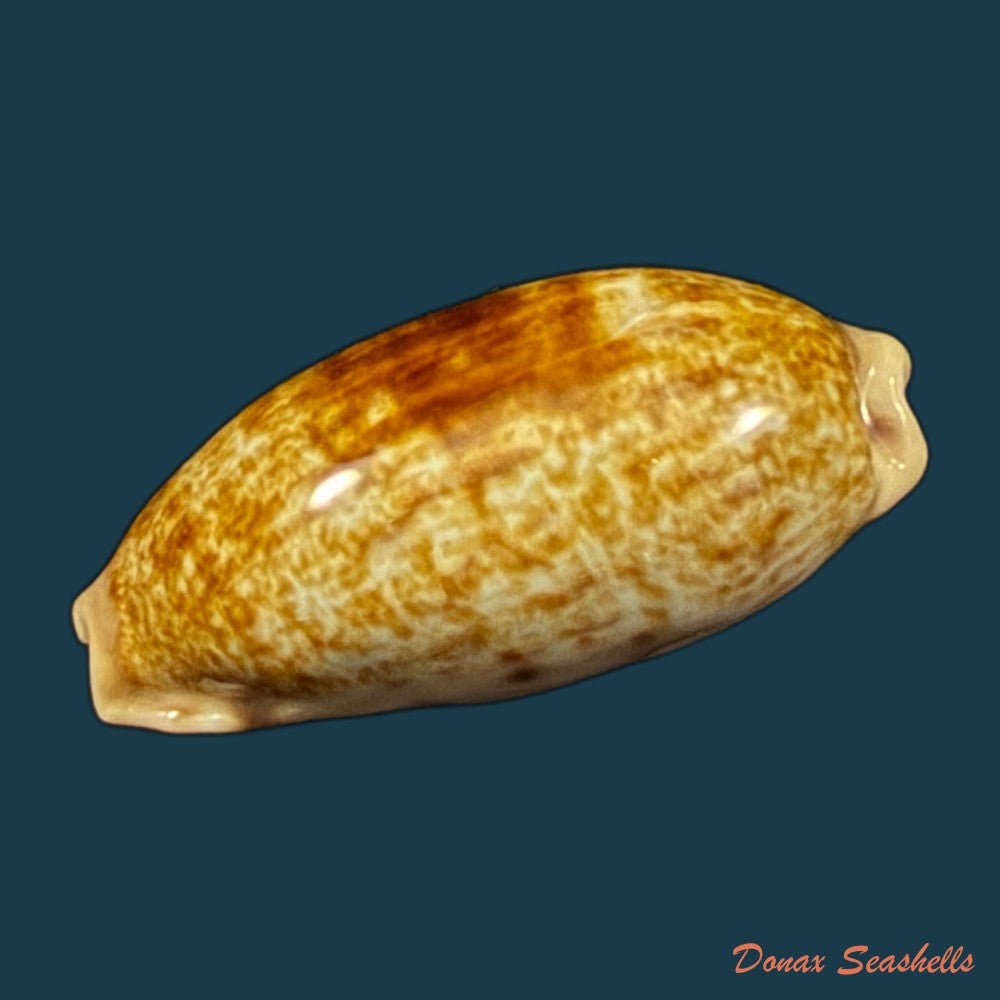 talostolida-pellucens-panamensis-lorenz-2002-28mm-copia