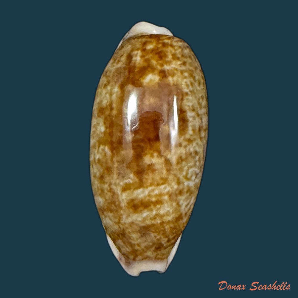 talostolida-pellucens-panamensis-lorenz-2002-30-1mm-copia