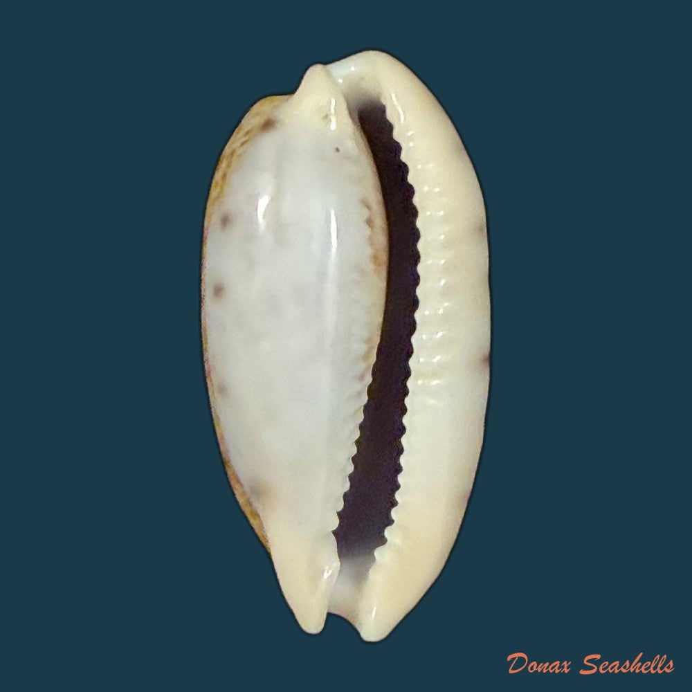 talostolida-pellucens-panamensis-lorenz-2002-30-1mm-copia