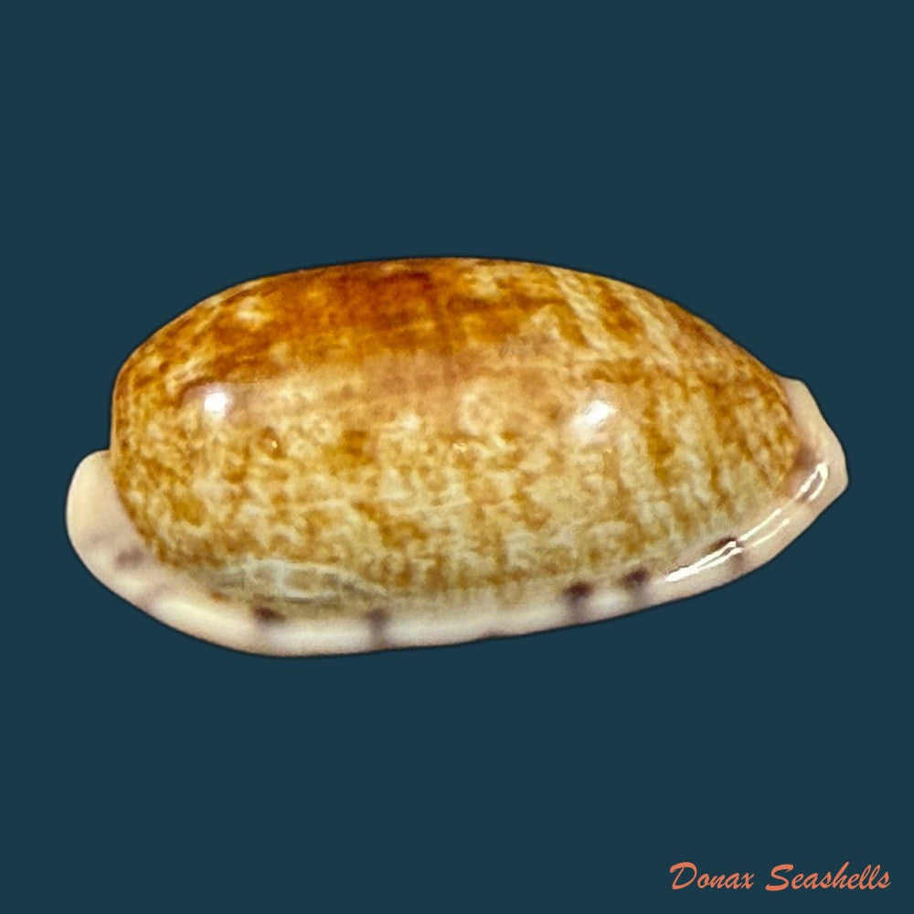 talostolida-pellucens-panamensis-lorenz-2002-30-1mm-copia