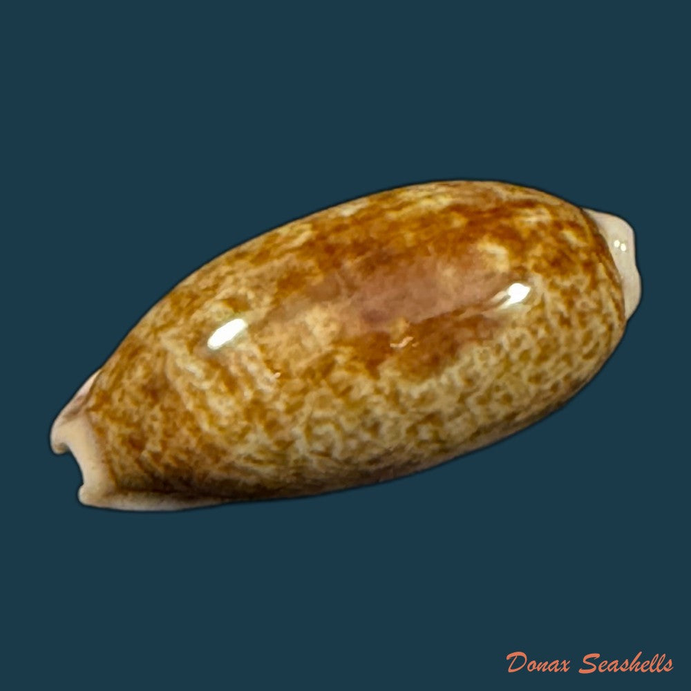 talostolida-pellucens-panamensis-lorenz-2002-30-1mm-copia