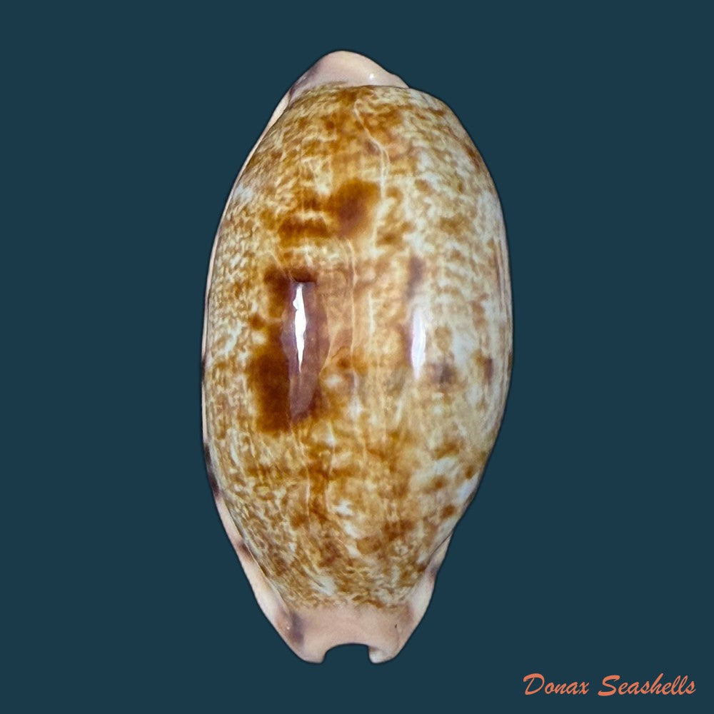 talostolida-pellucens-panamensis-lorenz-2002-37-6mm-copia