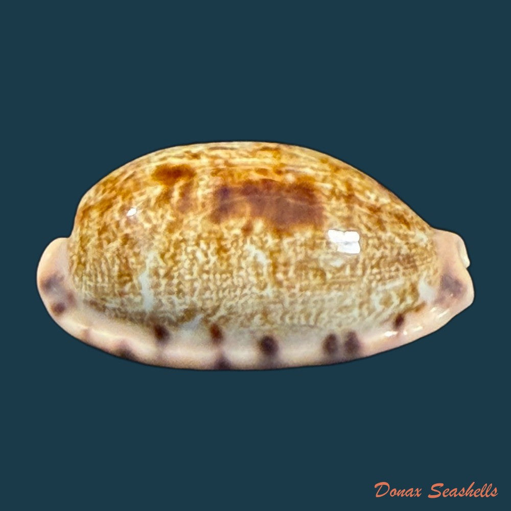 talostolida-pellucens-panamensis-lorenz-2002-37-6mm-copia