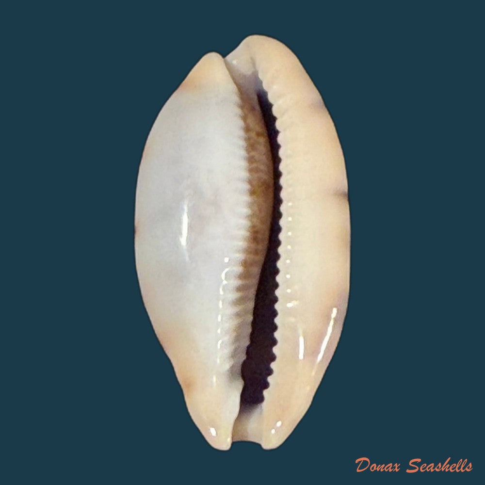 talostolida-pellucens-panamensis-lorenz-2002-37-6mm-copia