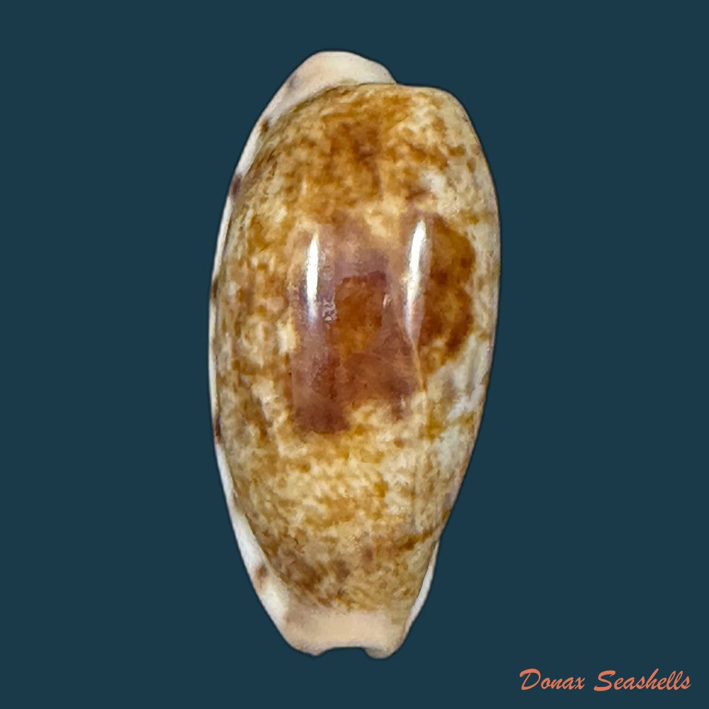 talostolida-pellucens-panamensis-lorenz-2002-38-7mm-copia