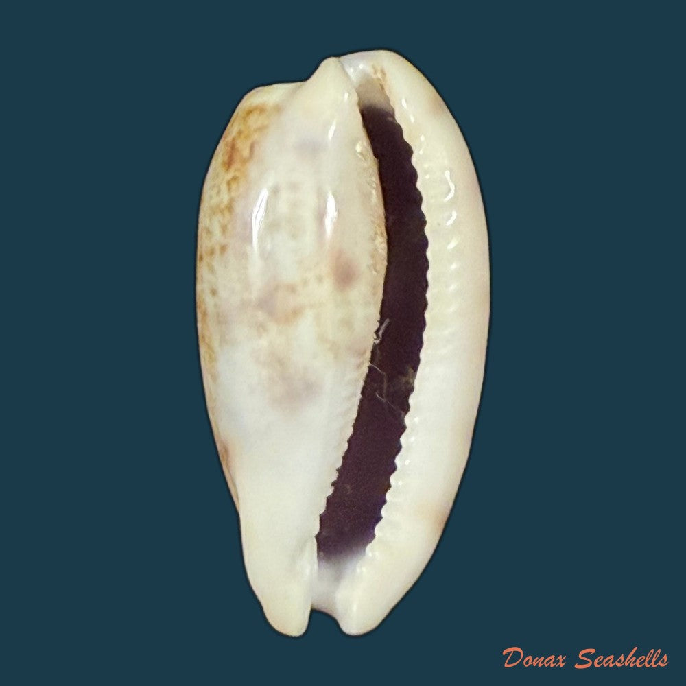talostolida-pellucens-panamensis-lorenz-2002-38-7mm-copia