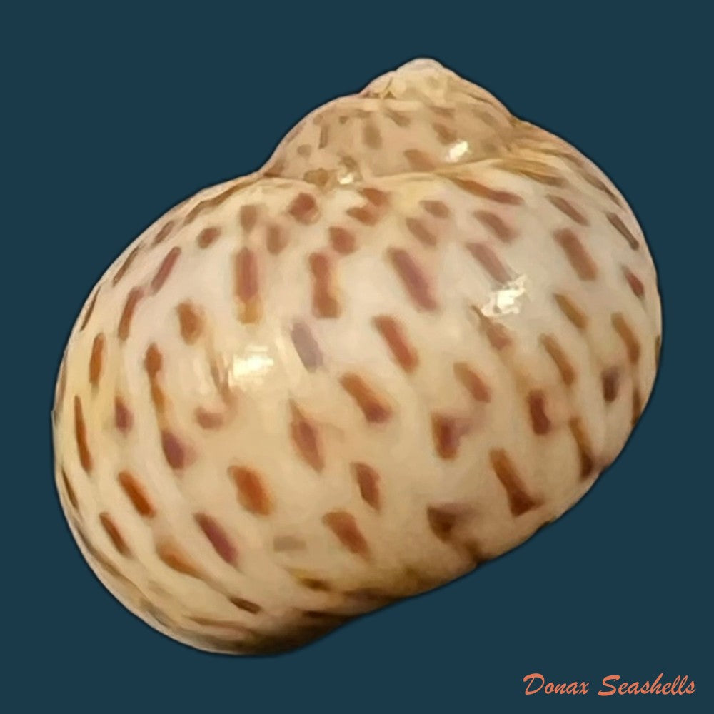tanea-hilaris-g-b-sowerby-iii-1914-12-2mm-copia