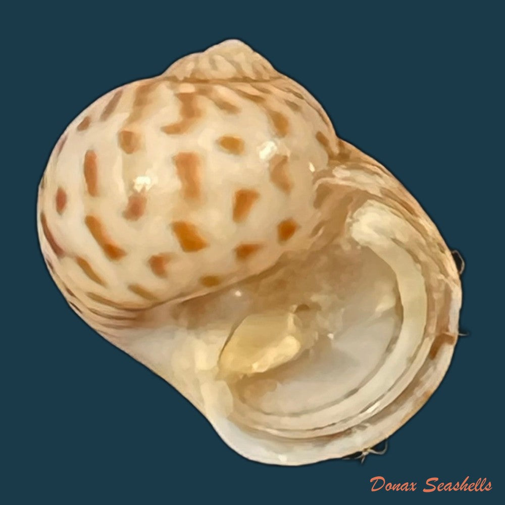 tanea-hilaris-g-b-sowerby-iii-1914-12-2mm-copia