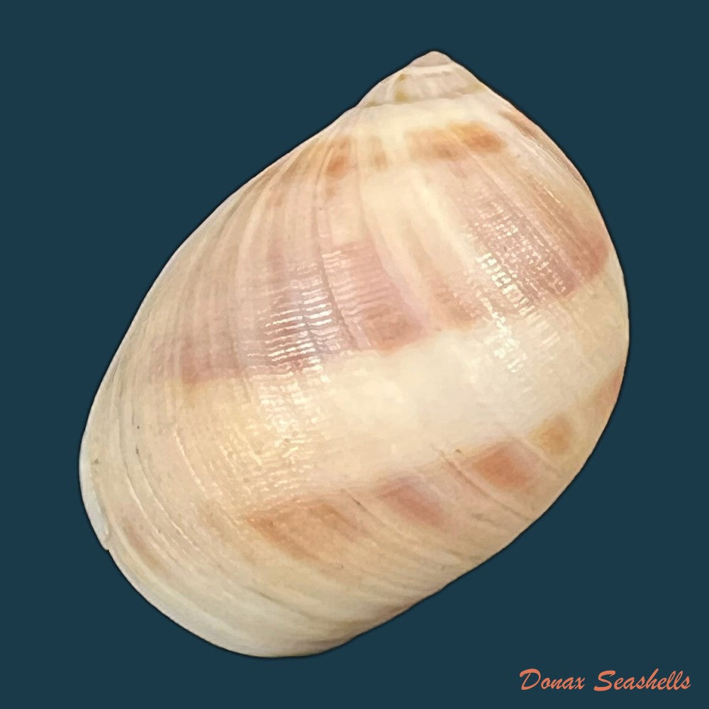 tanea-hilaris-g-b-sowerby-iii-1914-12-9mm-copia
