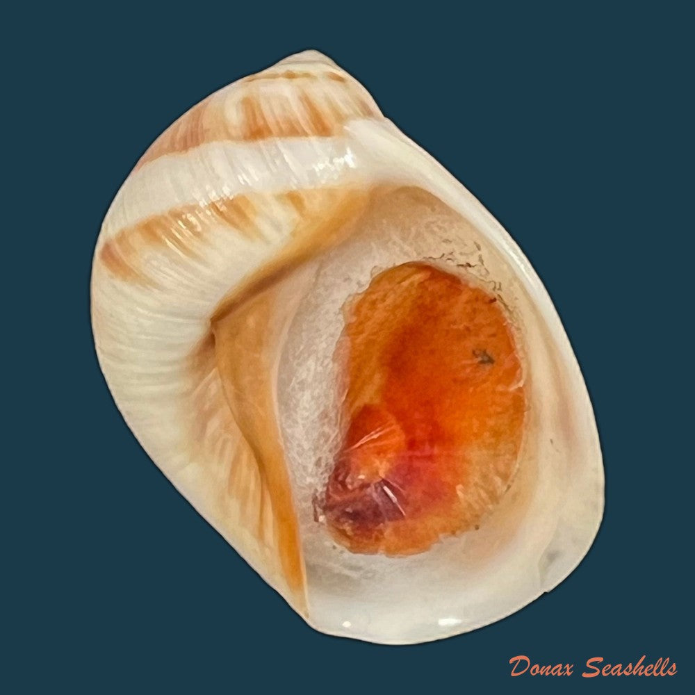 tanea-hilaris-g-b-sowerby-iii-1914-12-9mm-copia