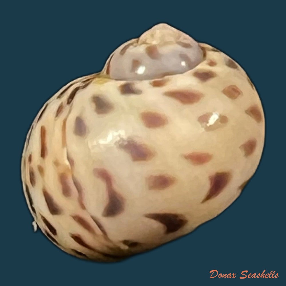 tanea-hilaris-g-b-sowerby-iii-1914-13-4mm-copia